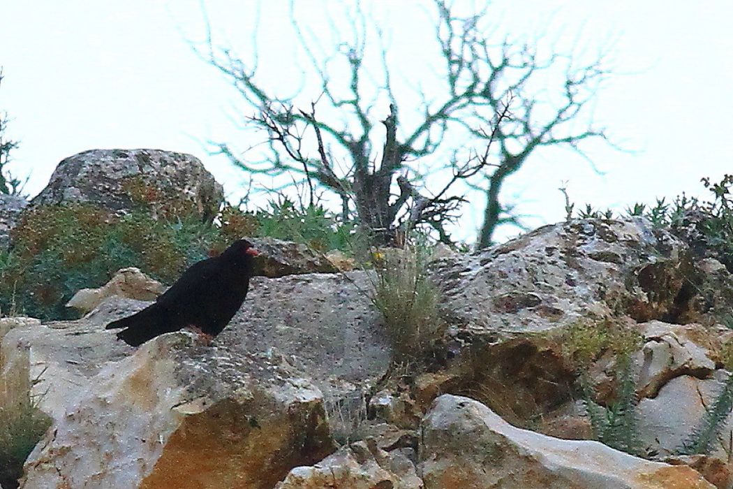 Kırmızıgagalı dağ kargası