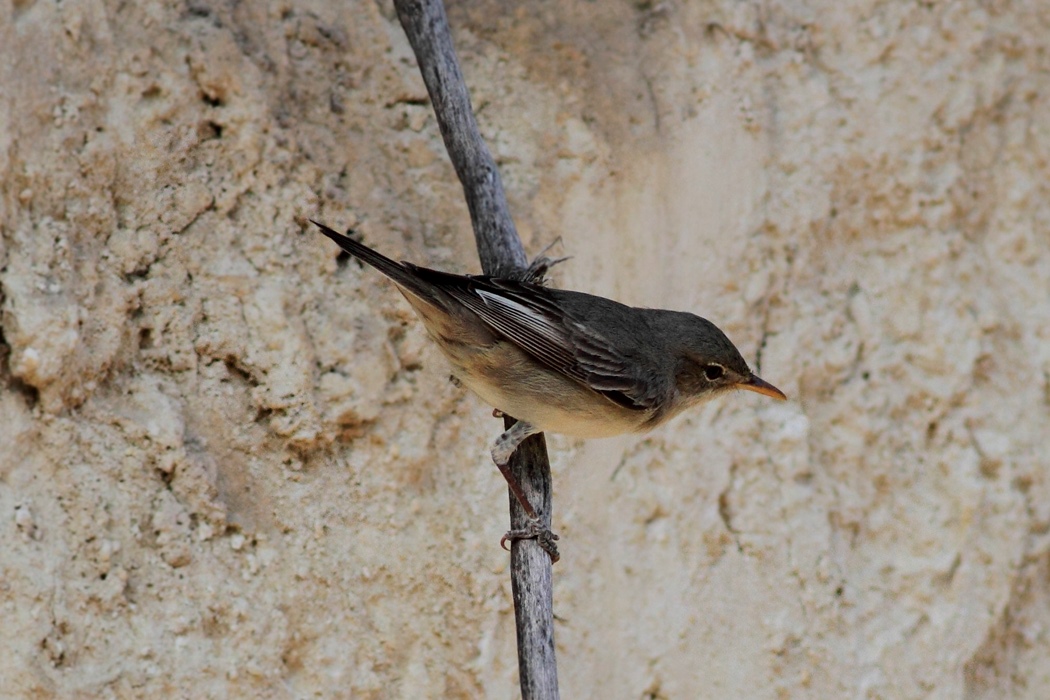 Zeytin mukallidi