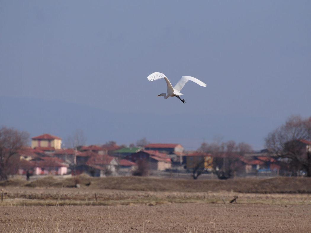 Büyük ak balıkçıl