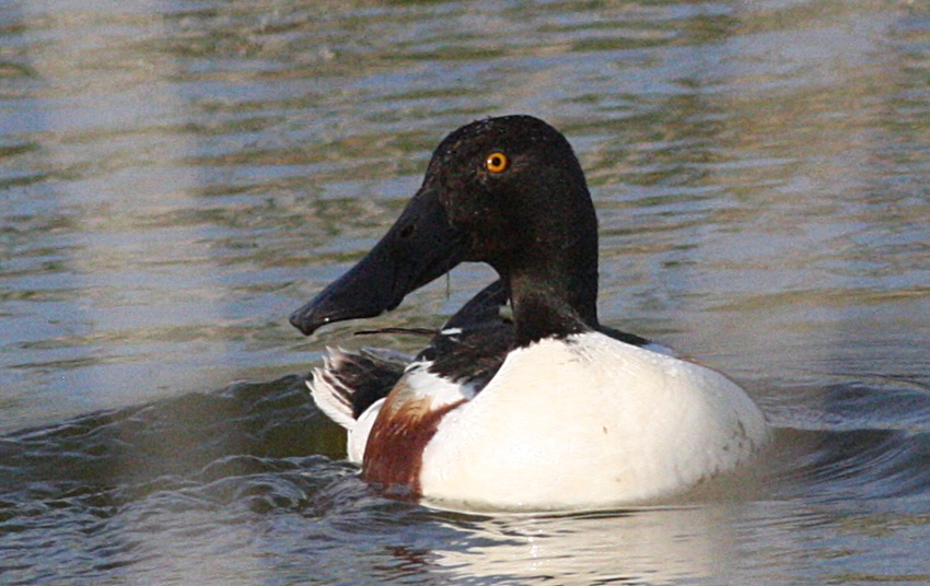 Kaşıkgaga