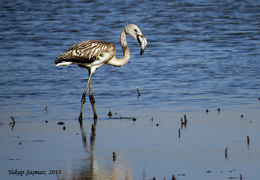 Flamingo