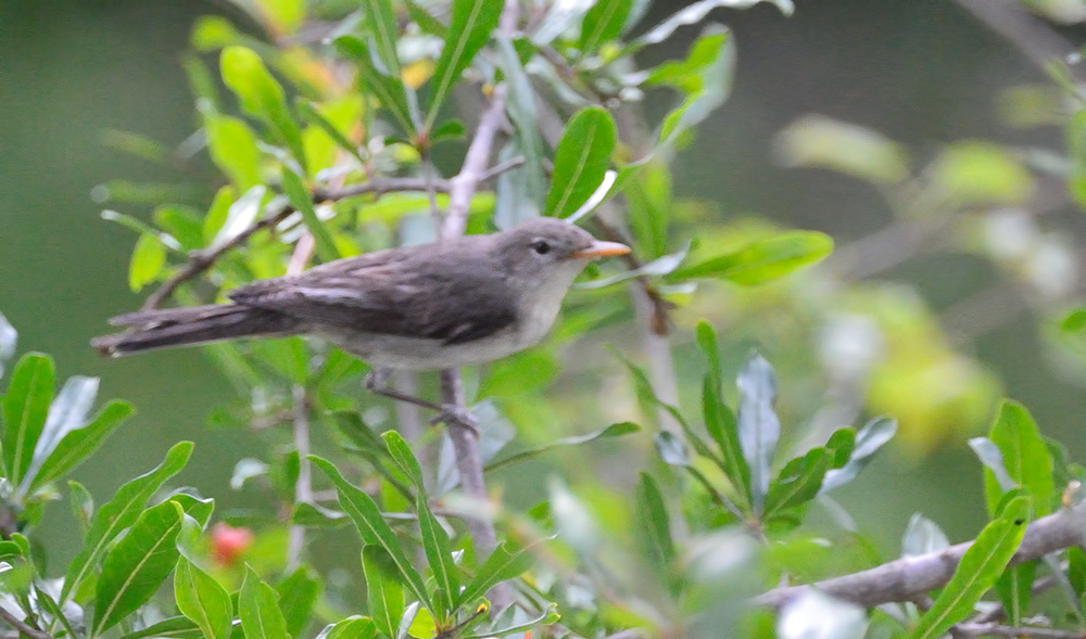 Zeytin mukallidi