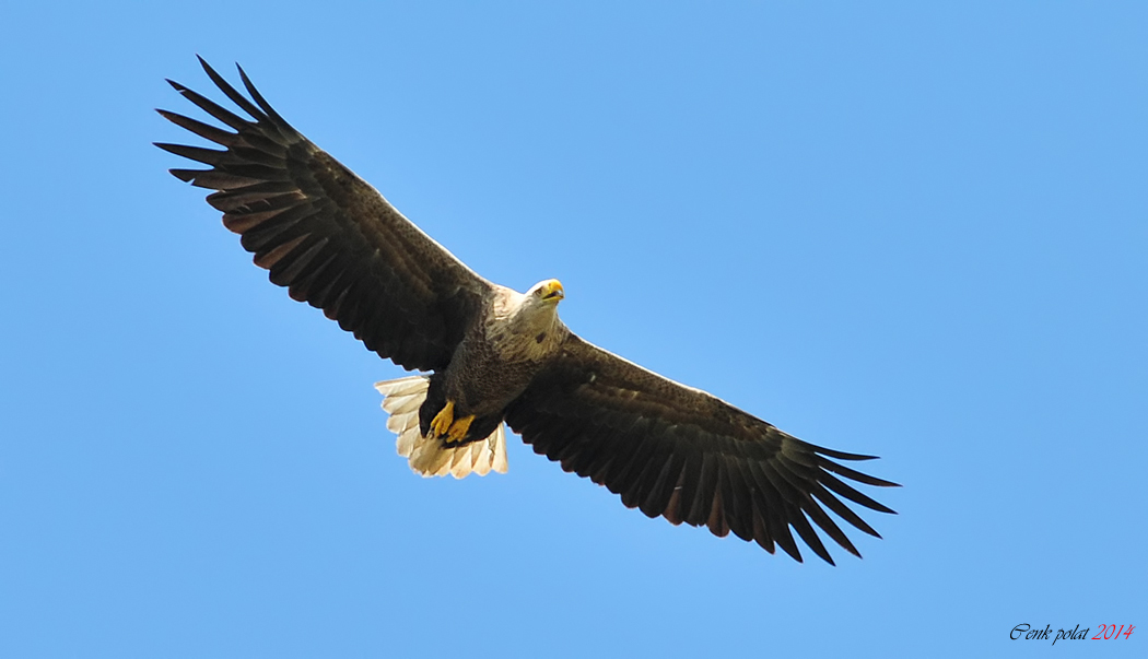 Akkuyruklu kartal