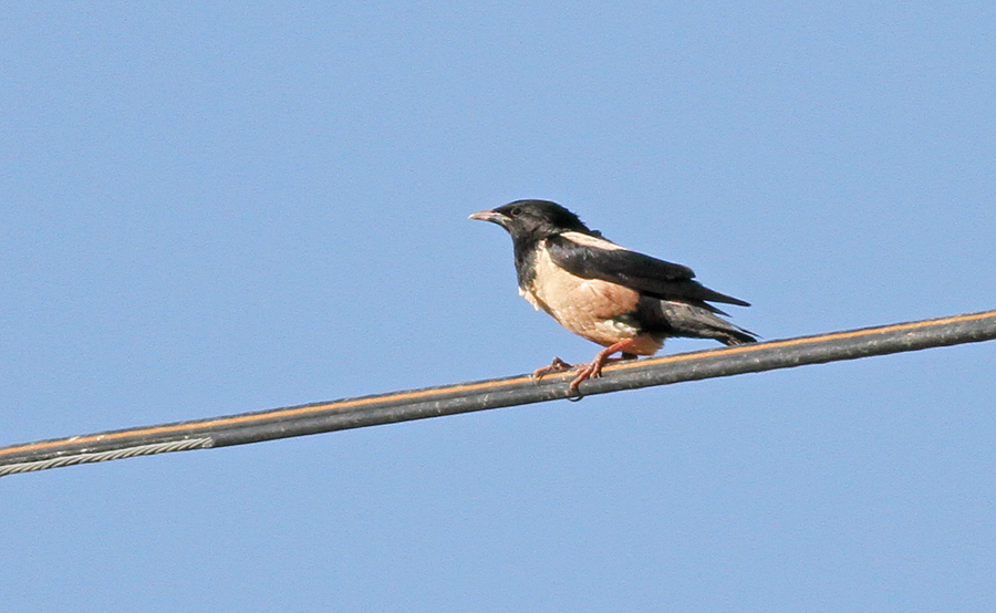 Alasığırcık