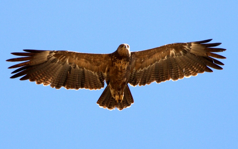 Küçük orman kartalı