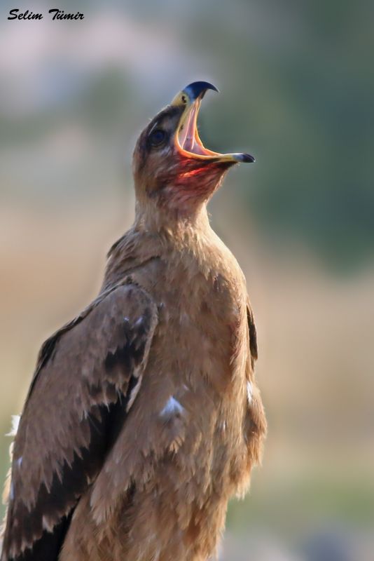 Bozkır kartalı