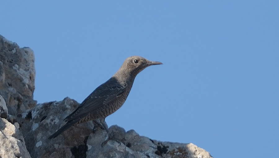 Gökardıç