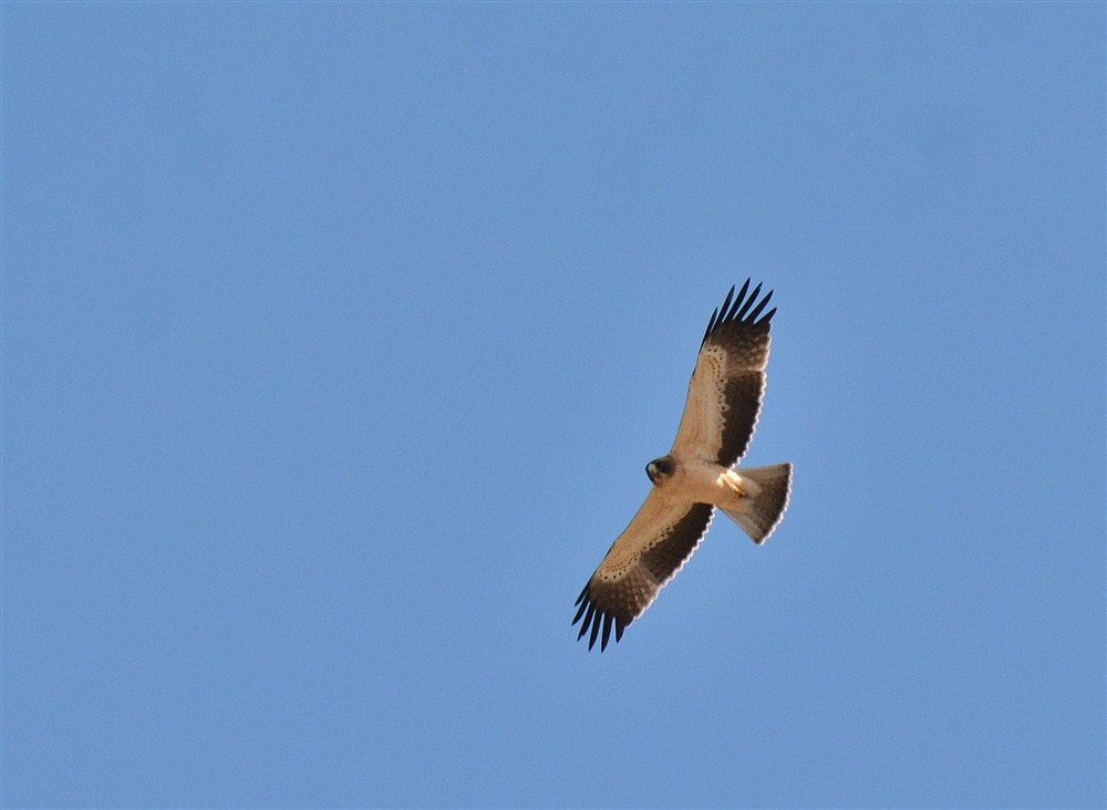 Küçük kartal