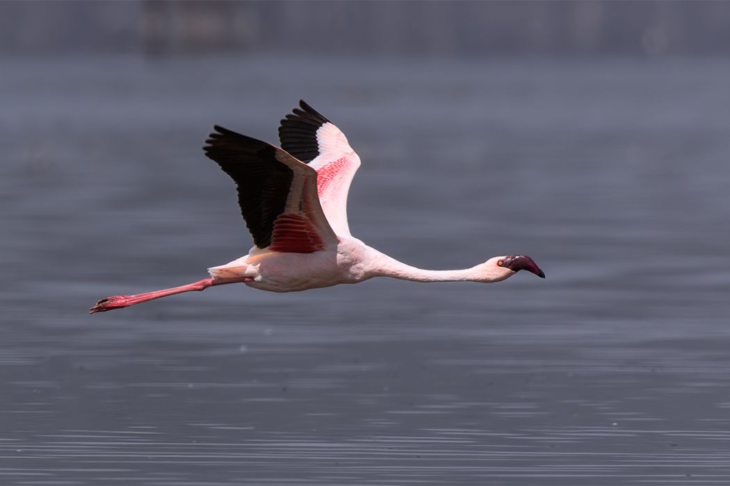 Küçük flamingo