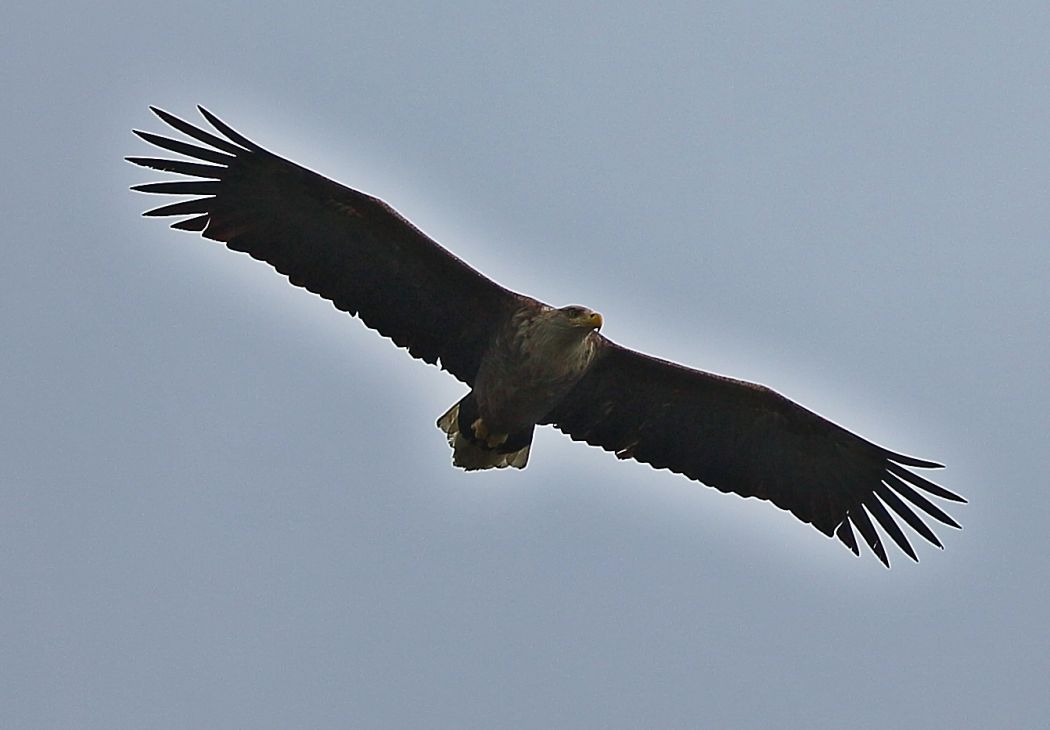 Akkuyruklu kartal