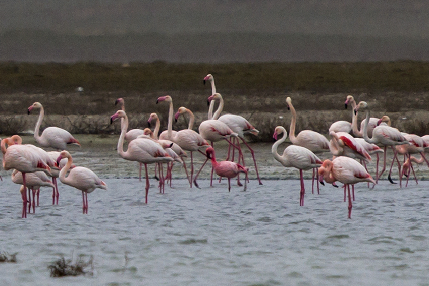 Küçük flamingo