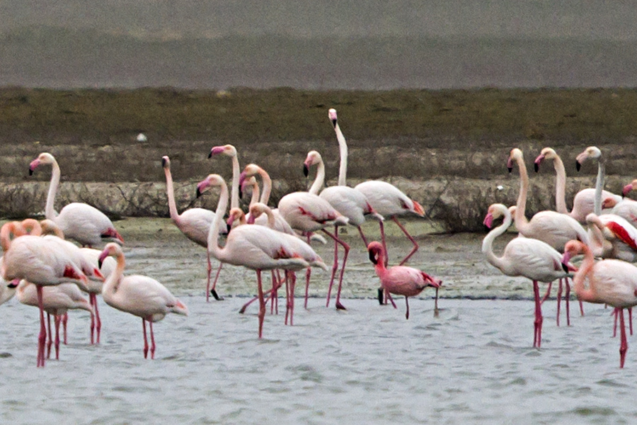 Küçük flamingo