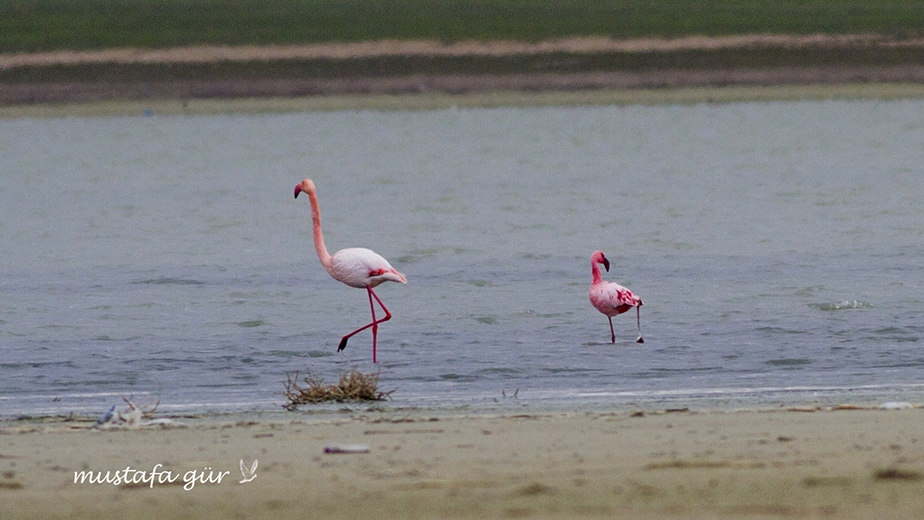 Küçük flamingo