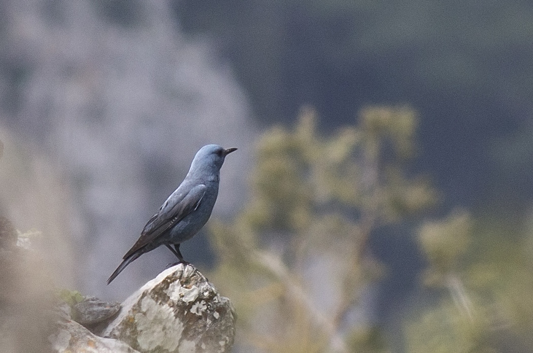 Gökardıç