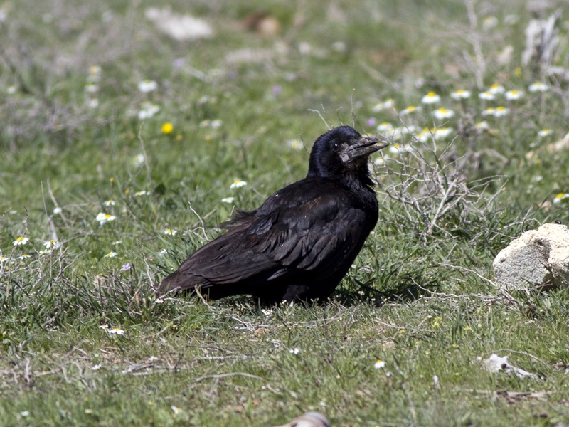 Ekin kargası