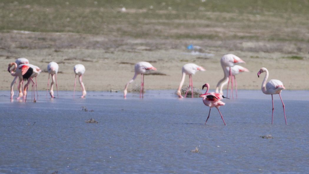 Küçük flamingo