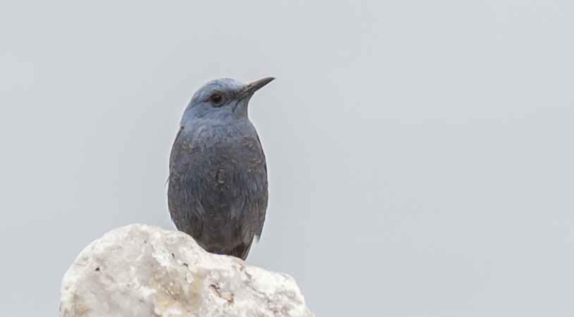 Gökardıç