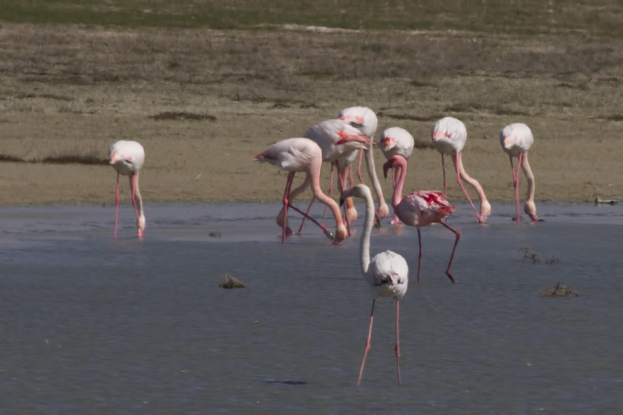 Küçük flamingo