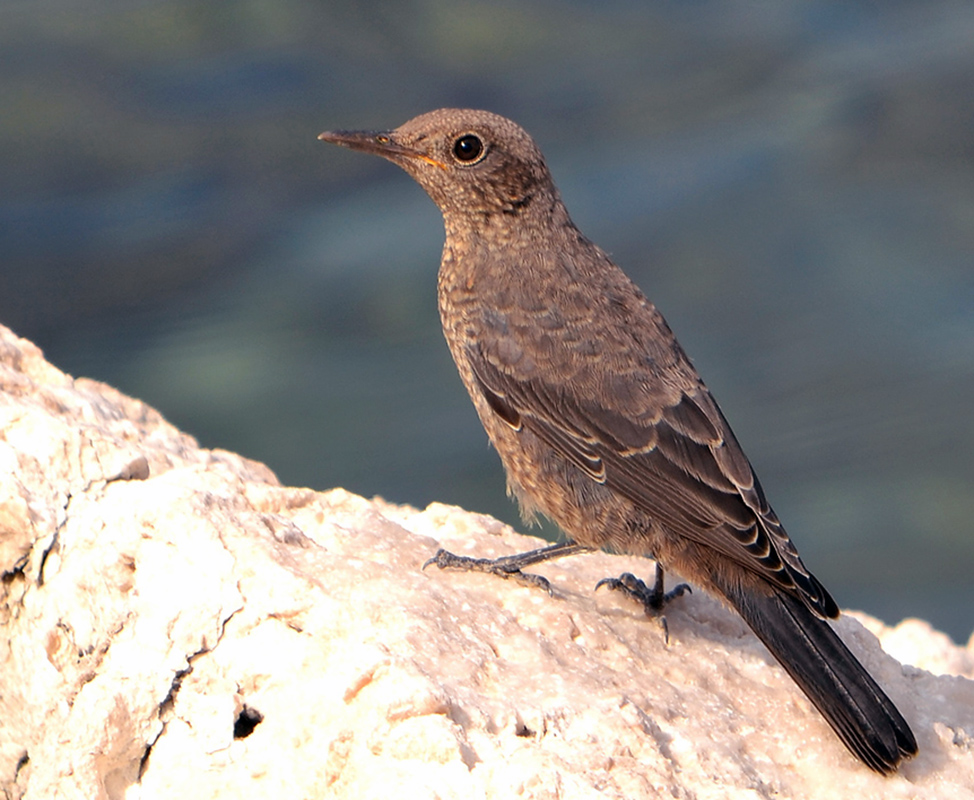 Gökardıç