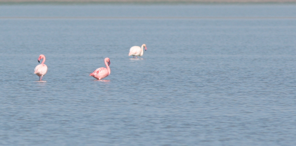 Küçük flamingo