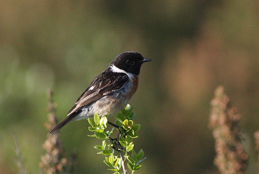 Taşkuşu