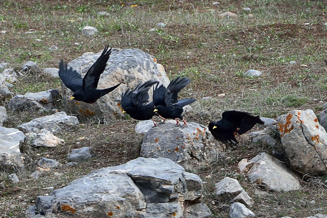 Sarıgagalı dağ kargası