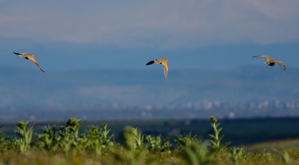 Bağırtlak