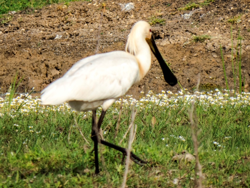 Kaşıkçı