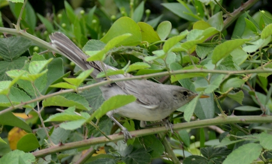 Zeytin mukallidi