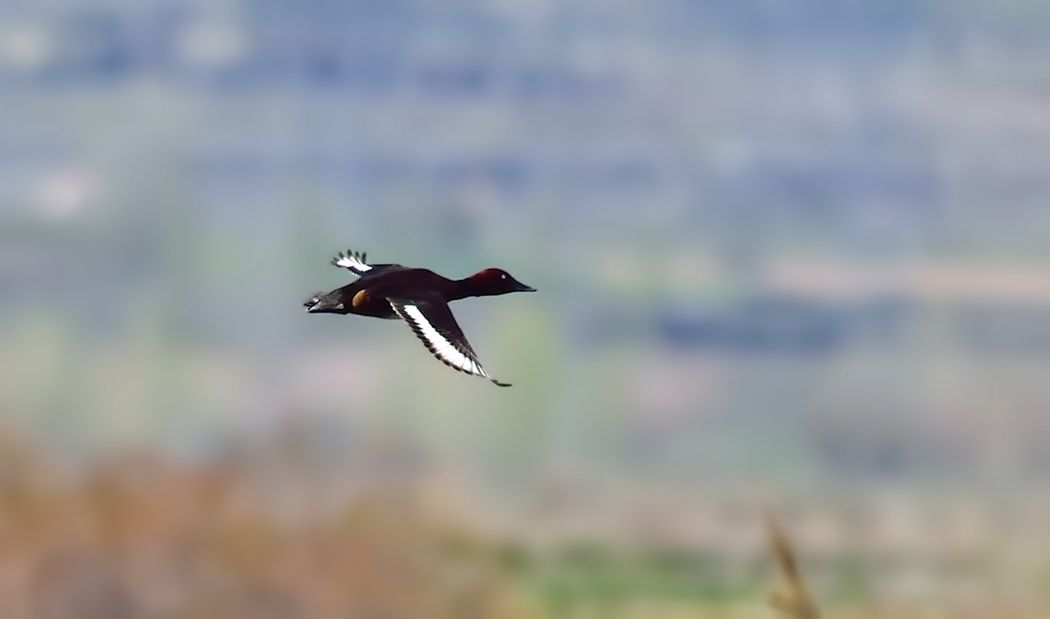 Pasbaş patka