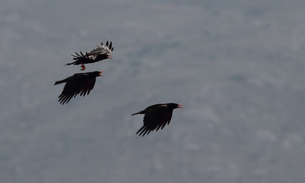 Kırmızıgagalı dağ kargası