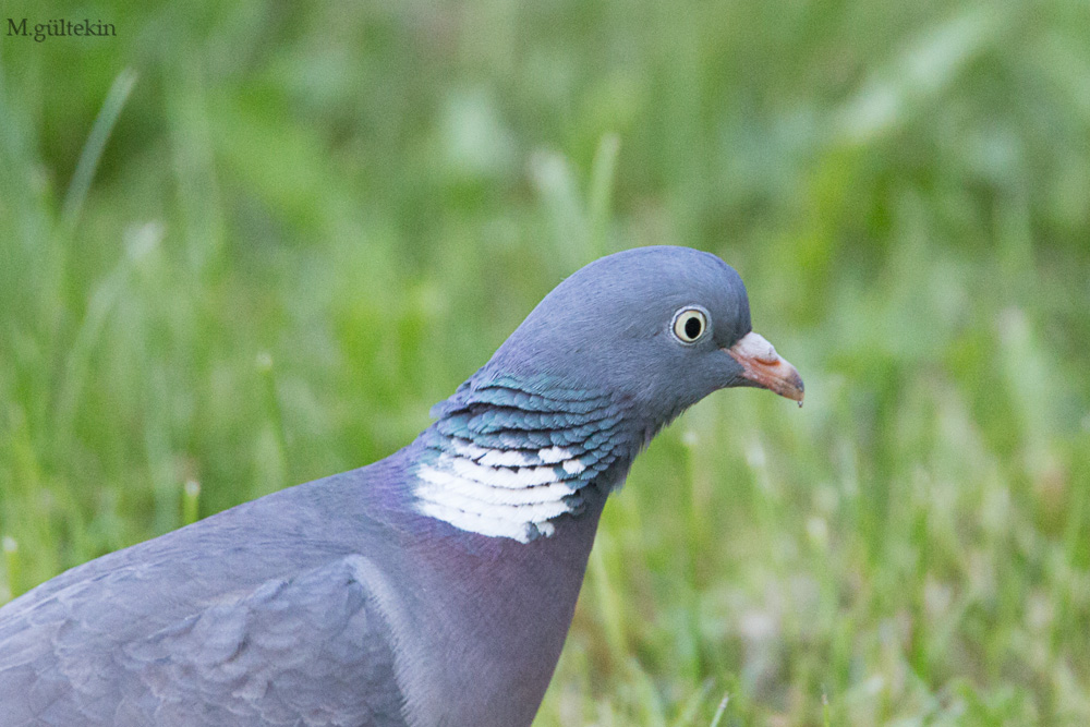 Tahtalı