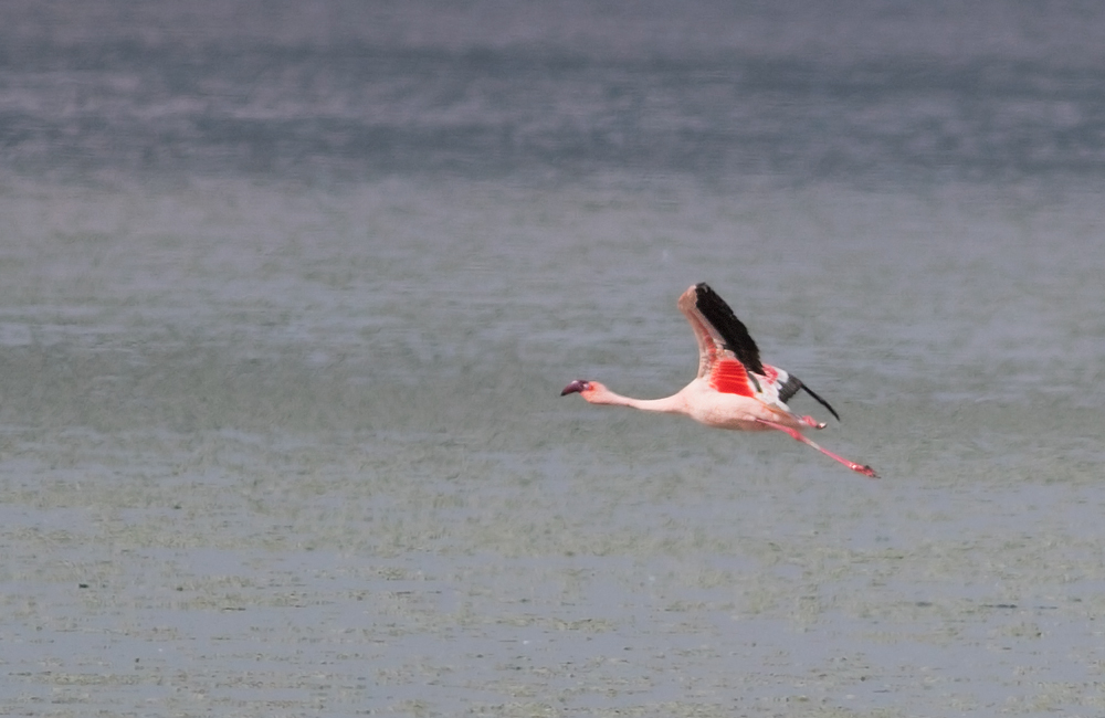 Küçük flamingo