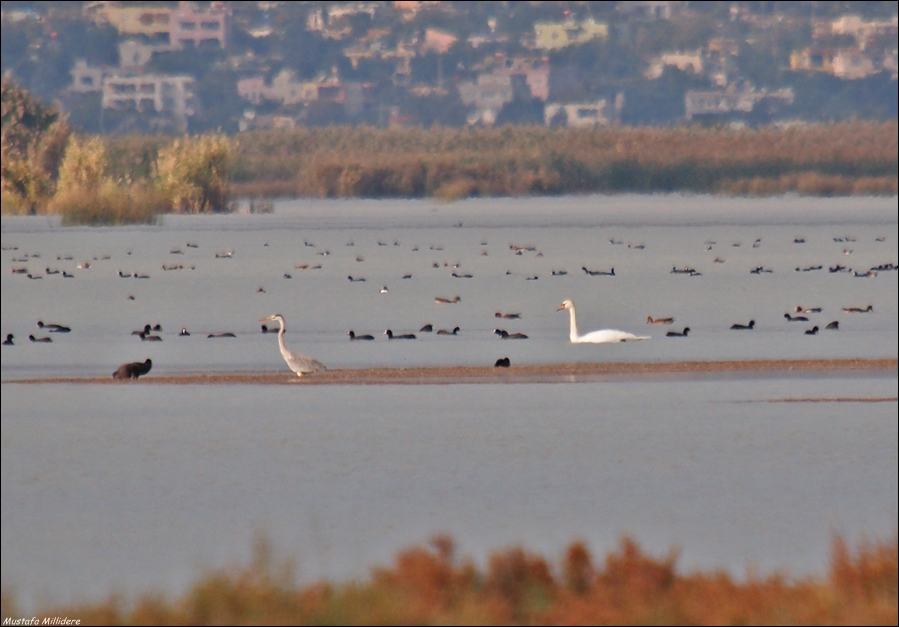 Kuğu