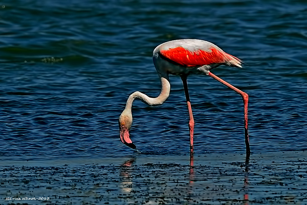 Flamingo