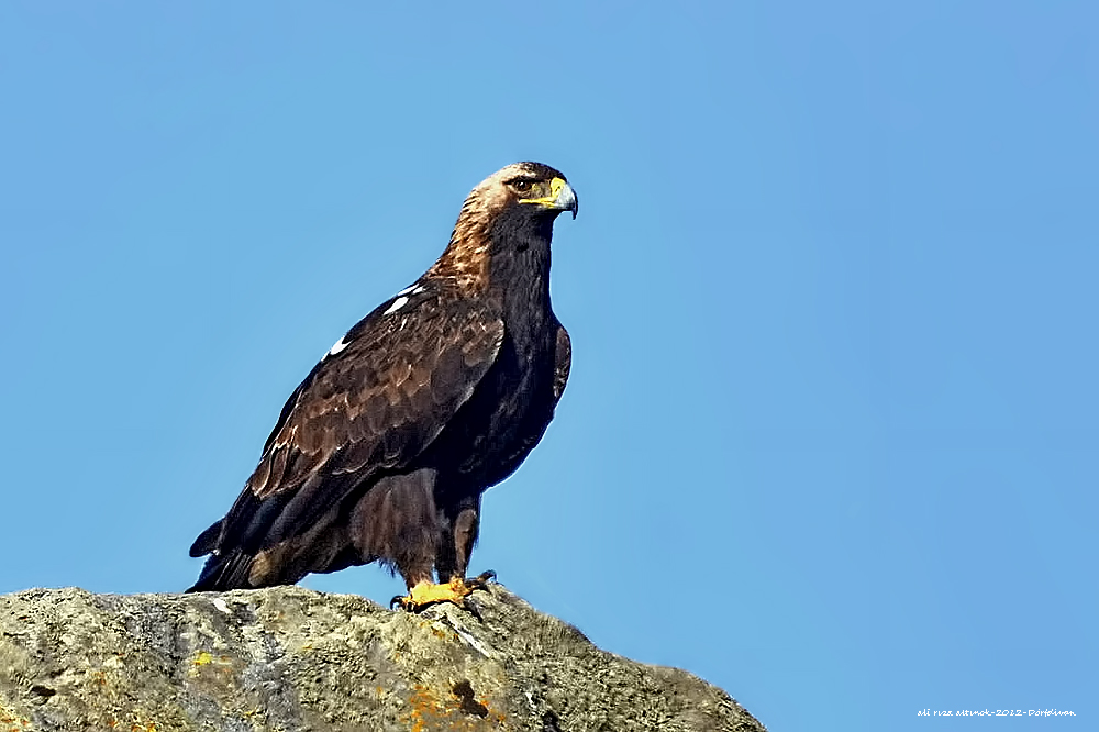 Şah kartal