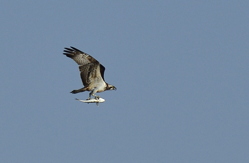 Balık kartalı