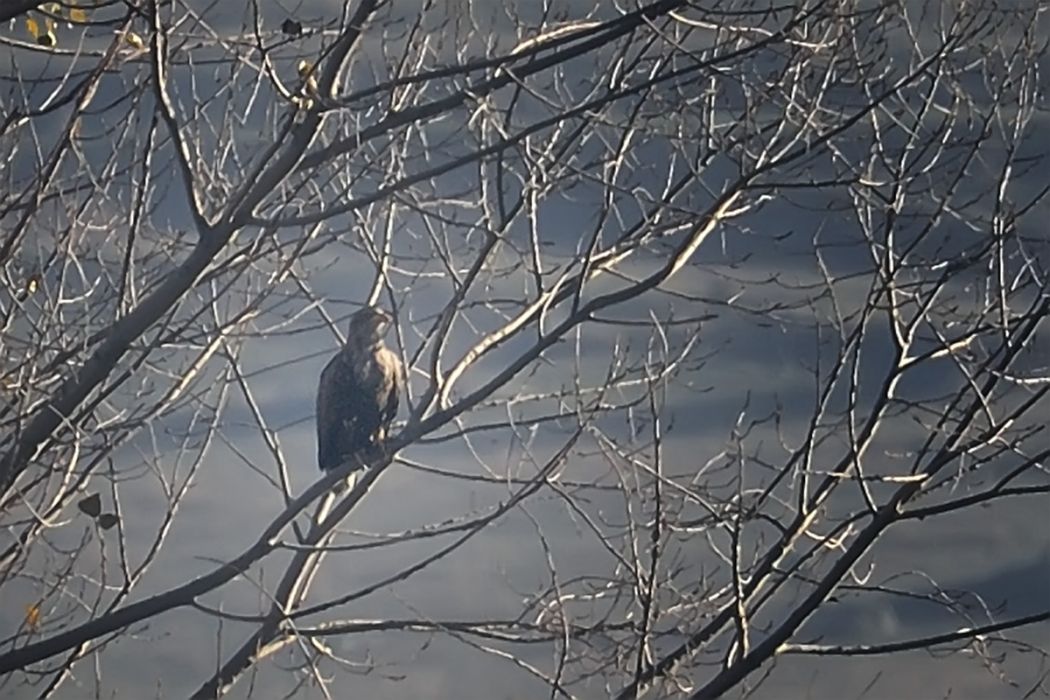 Akkuyruklu kartal