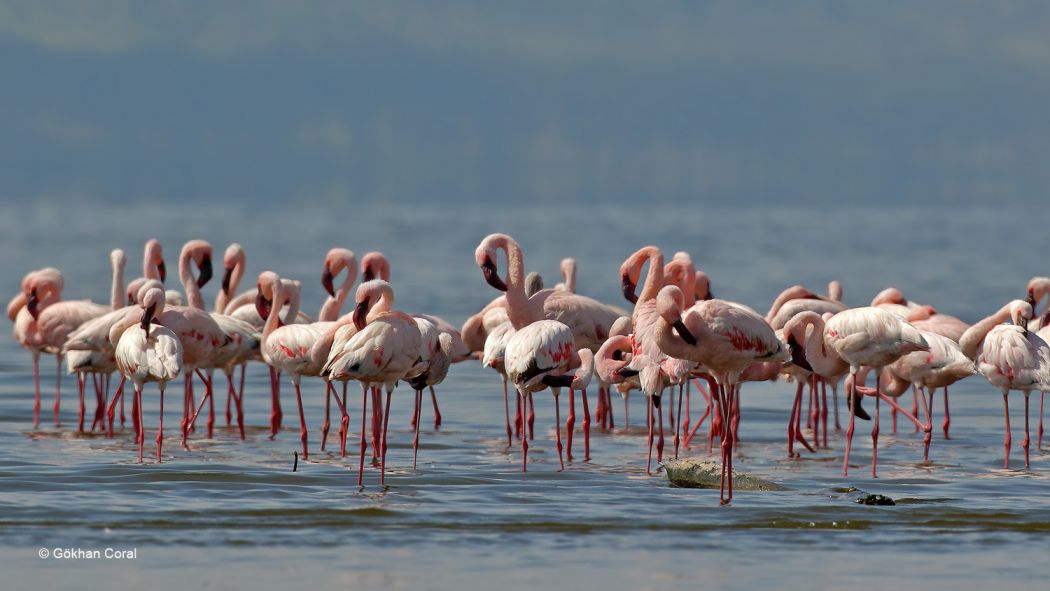 Küçük flamingo