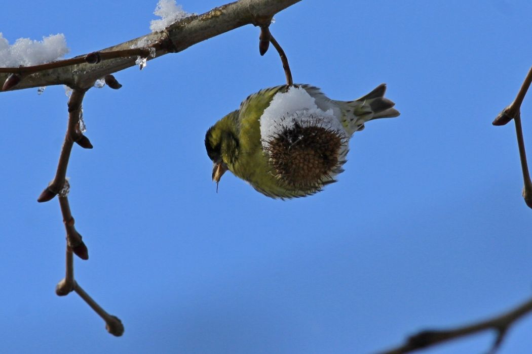 Karabaşlı iskete