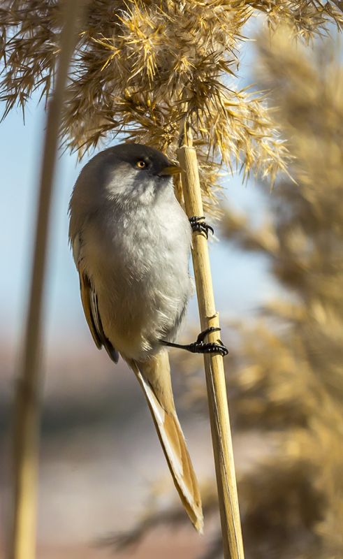 Bıyıklı baştankara