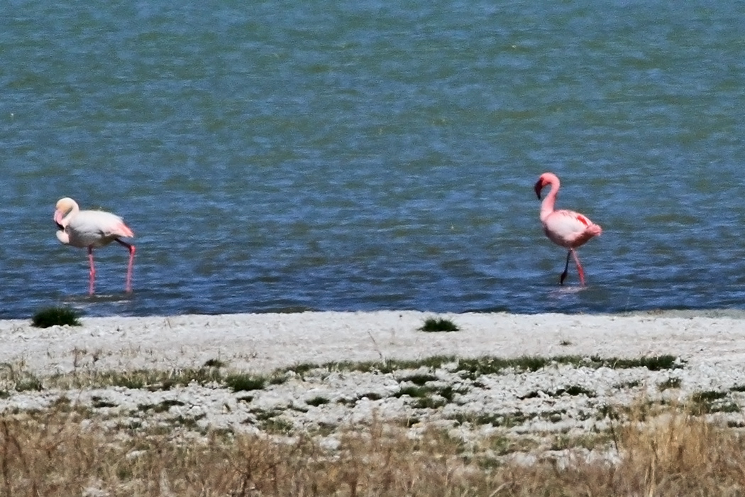 Küçük flamingo