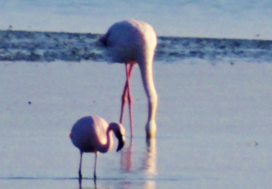 Küçük flamingo