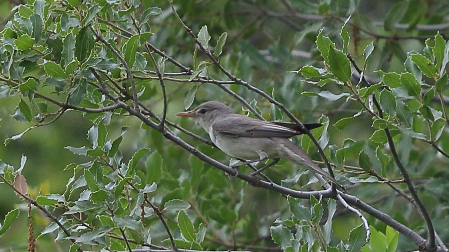 Zeytin mukallidi