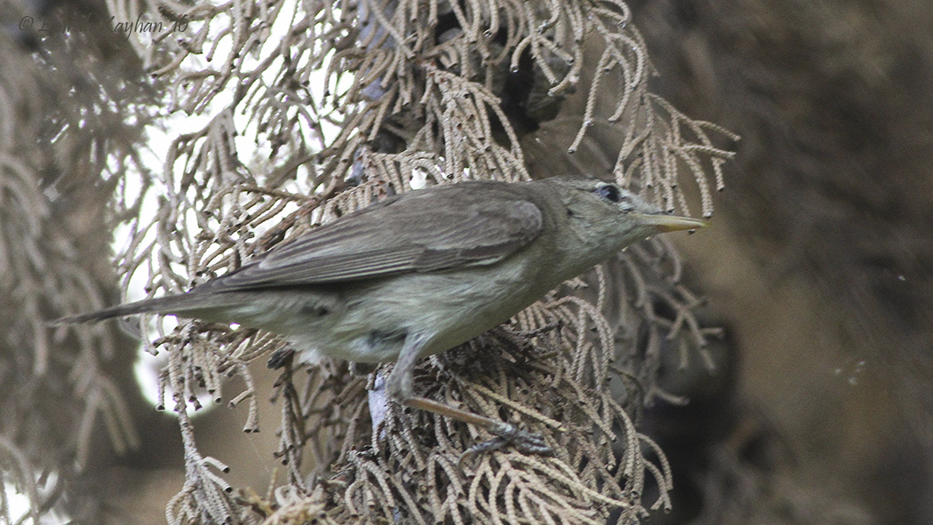 Zeytin mukallidi