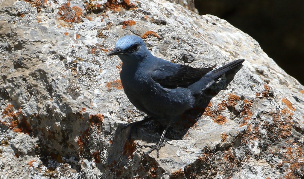 Gökardıç