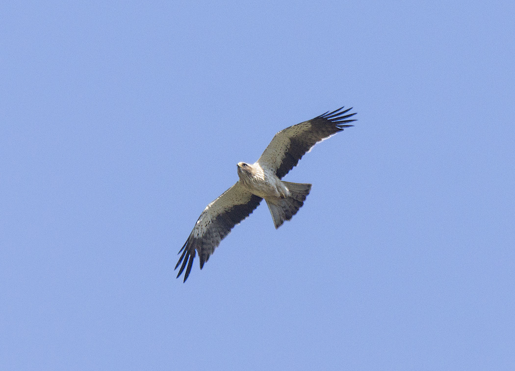 Küçük kartal