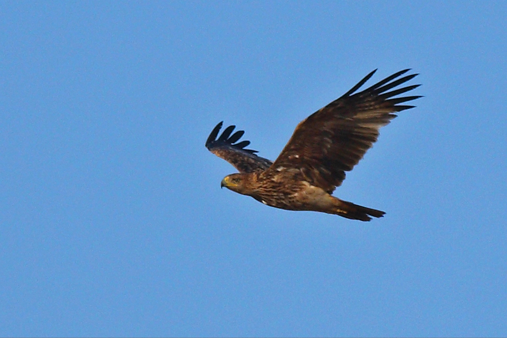 Şah kartal