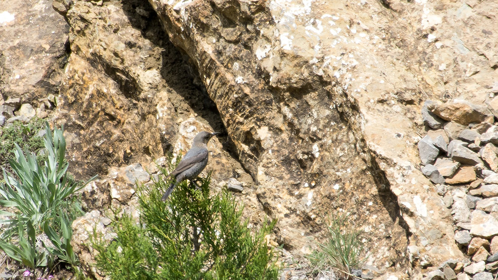 Gökardıç