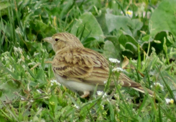 Bozkır toygarı